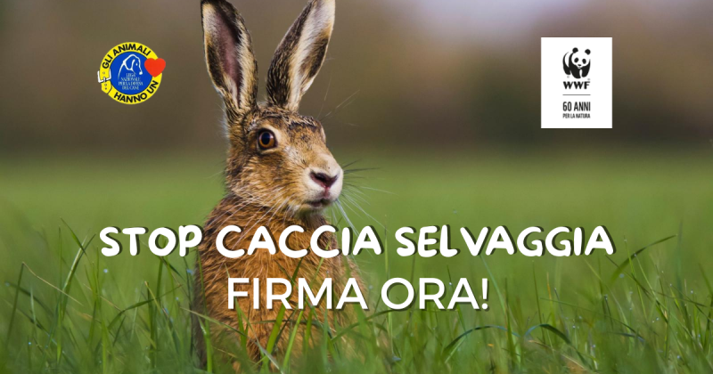 STOP CACCIA SELVAGGIA - firma ora!