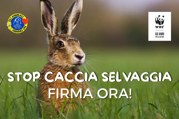 STOP CACCIA SELVAGGIA - firma ora!