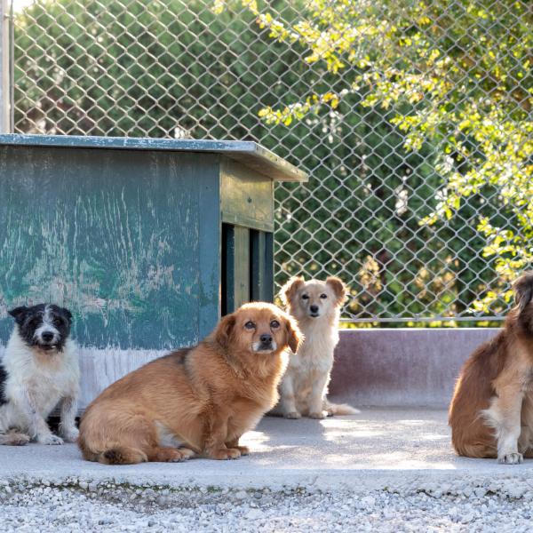 Adozione cani Canile Padova