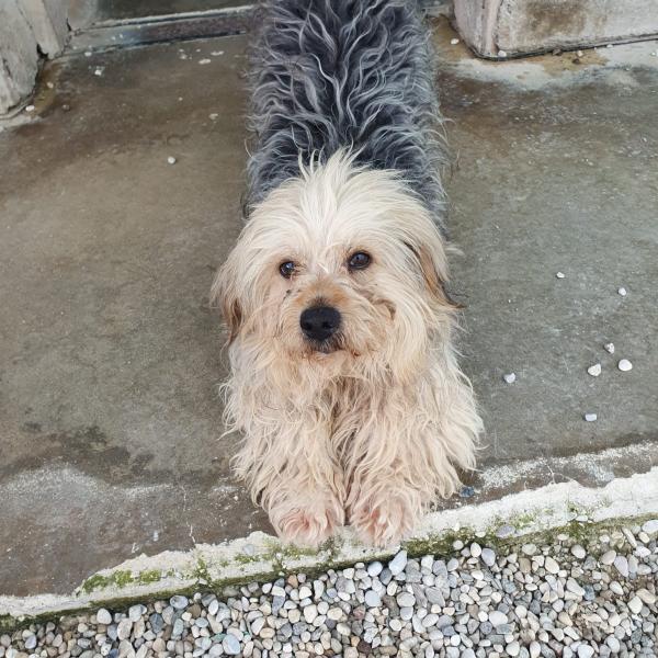 cane pippo